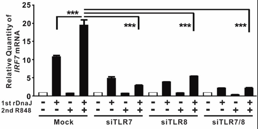 DnaJ-mediated induction of IRF7 and IFNs.jpg